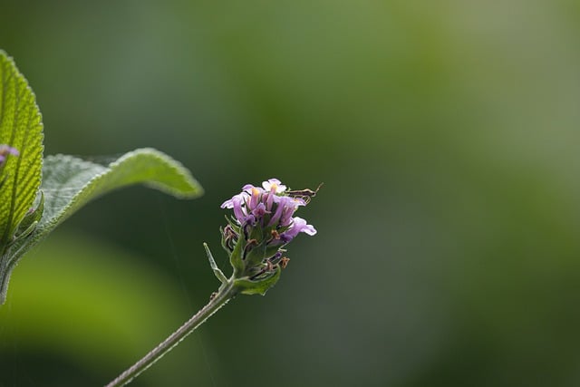 دانلود رایگان حشرات طبیعت گل فون گیاهان عکس رایگان برای ویرایش با ویرایشگر تصویر آنلاین رایگان GIMP