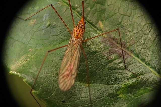 Free download Insect Nature Garden Fly -  free photo or picture to be edited with GIMP online image editor