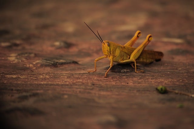 Free download insect nature grasshopper wildlife free picture to be edited with GIMP free online image editor
