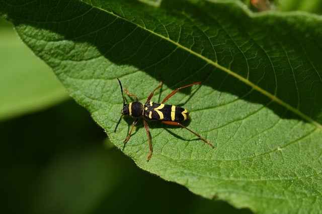 Free download insect nature leaf bug close up free picture to be edited with GIMP free online image editor