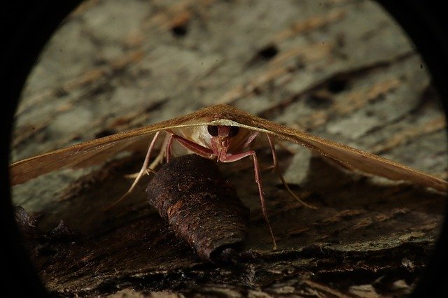 Free download Insect Nature Moth -  free photo or picture to be edited with GIMP online image editor