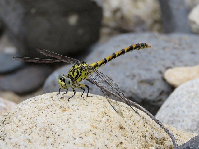 Muat turun percuma Insect Nature Odonata - foto atau gambar percuma untuk diedit dengan editor imej dalam talian GIMP