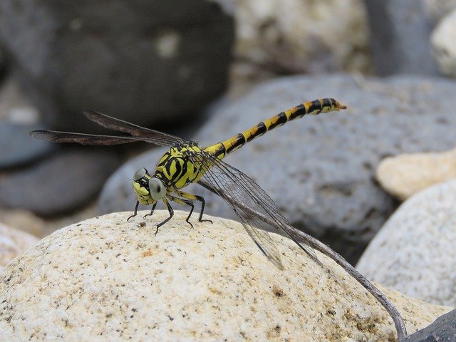 Free download Insect Nature Odonata -  free photo or picture to be edited with GIMP online image editor