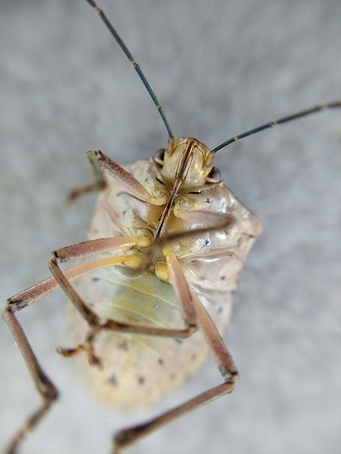 Bezpłatne pobieranie Insect Nature Pins - darmowe zdjęcie lub obraz do edycji za pomocą internetowego edytora obrazów GIMP