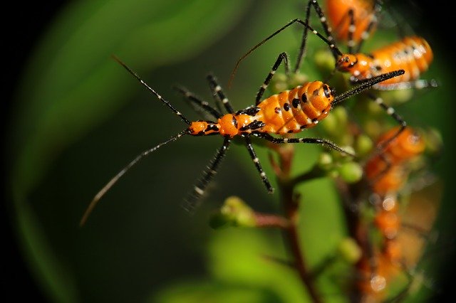 ดาวน์โหลดฟรี Insect Nature Plague - ภาพถ่ายหรือรูปภาพฟรีที่จะแก้ไขด้วยโปรแกรมแก้ไขรูปภาพออนไลน์ GIMP