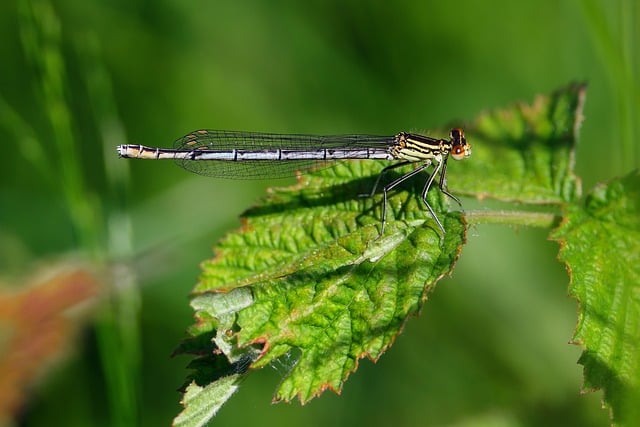 Free download insect nature wildlife blade eye free picture to be edited with GIMP free online image editor