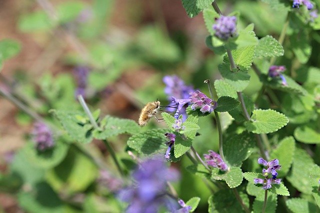Free download Insect Nectar Blossom -  free photo or picture to be edited with GIMP online image editor