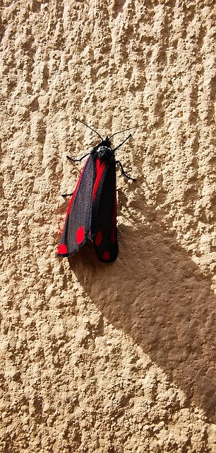 壁の色の昆虫を無料ダウンロード - GIMP オンライン画像エディターで編集できる無料の写真または画像