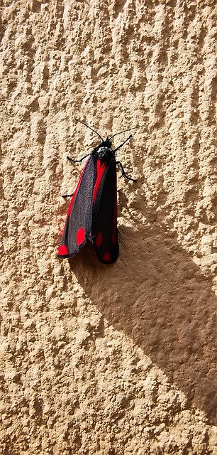 Téléchargement gratuit de Insect On Wall Color - photo ou image gratuite à modifier avec l'éditeur d'images en ligne GIMP