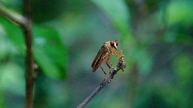 Free download Insectos Insects Strange -  free photo or picture to be edited with GIMP online image editor