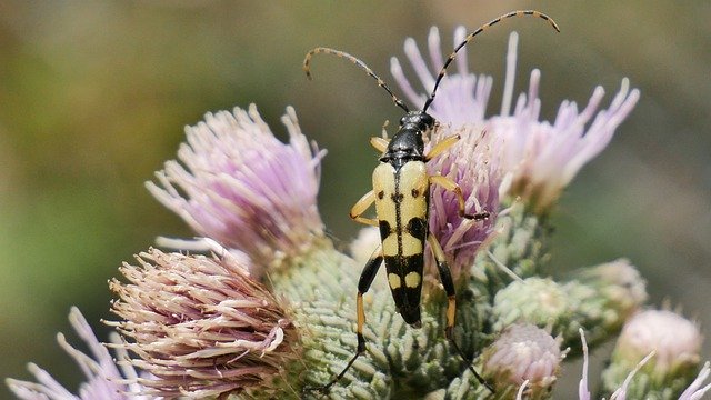 無料ダウンロード昆虫植物マクロ-GIMPオンライン画像エディタで編集できる無料の写真または画像