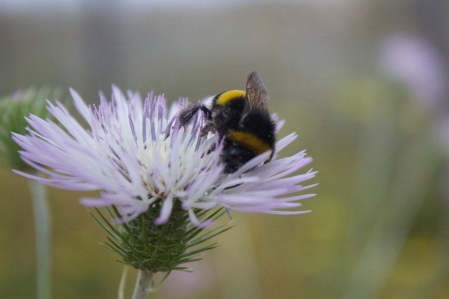 Kostenloser Download Insektenpollen Flora - kostenloses Foto oder Bild zur Bearbeitung mit GIMP Online-Bildbearbeitung