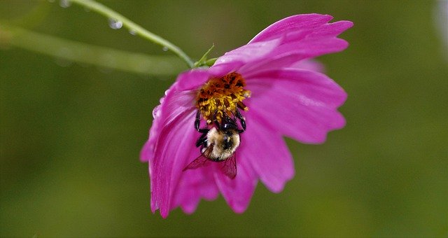 Free download Insect Pollen Nature -  free photo or picture to be edited with GIMP online image editor