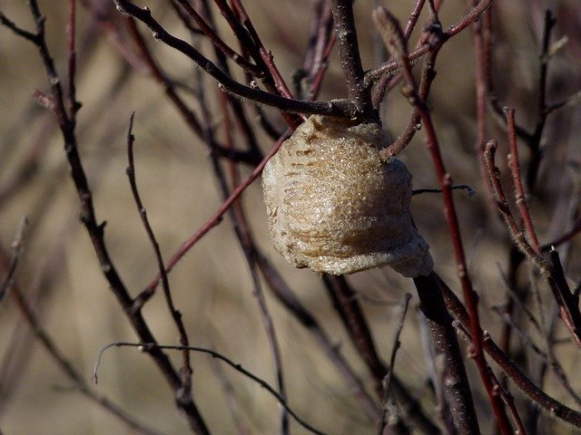 Free picture Insect Praying Mantis Egg Case -  to be edited by GIMP free image editor by OffiDocs