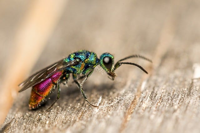 Free download insect ruby tailed wasp entomology free picture to be edited with GIMP free online image editor