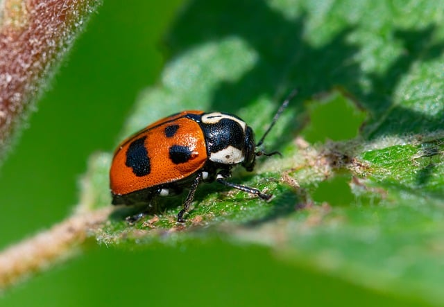 Free download insects agricultural pests free picture to be edited with GIMP free online image editor
