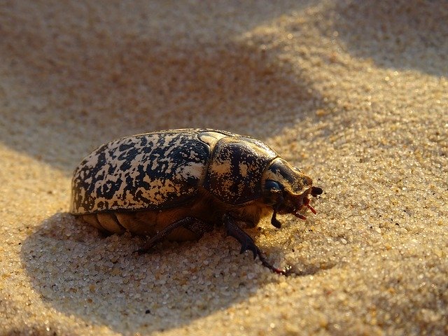 Free download Insect Sand Beach -  free photo or picture to be edited with GIMP online image editor