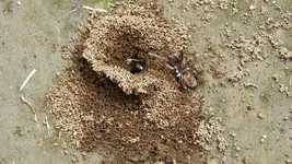 Free download Insects Anthill Spider -  free video to be edited with OpenShot online video editor