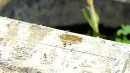 Free download Insects Ants -  free video to be edited with OpenShot online video editor