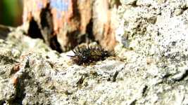 Free download Insects Ants Caterpillar -  free video to be edited with OpenShot online video editor