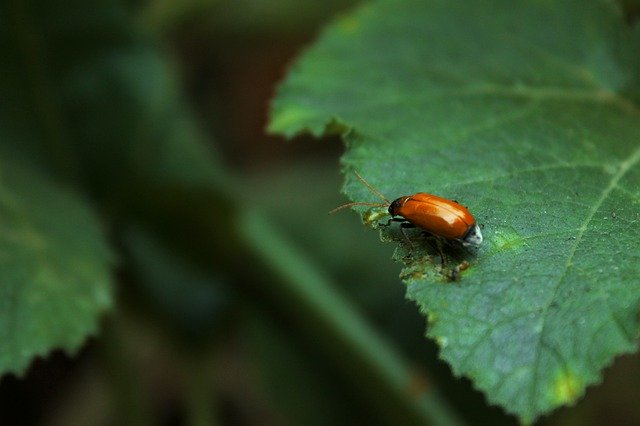 Download gratuito Insects Beetle Leaf: foto o immagine gratuita da modificare con l'editor di immagini online GIMP