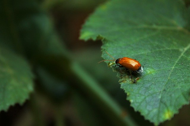 Free download Insects Beetle Leaf -  free photo or picture to be edited with GIMP online image editor