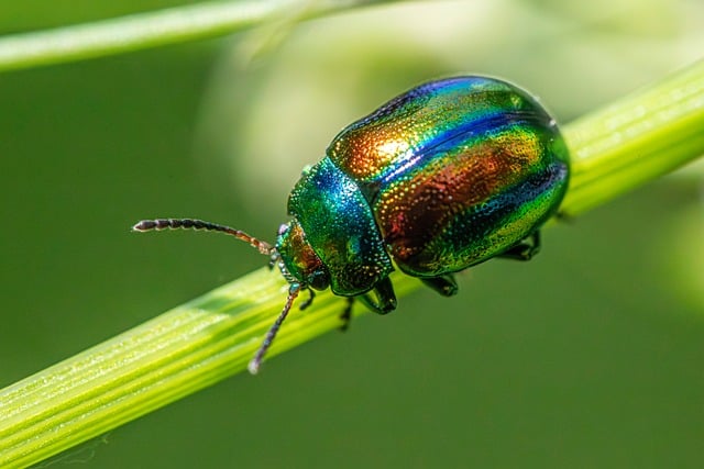 Free download insects beetle species beetles free picture to be edited with GIMP free online image editor