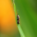 Insects crawling on green leaves  screen for extension Chrome web store in OffiDocs Chromium