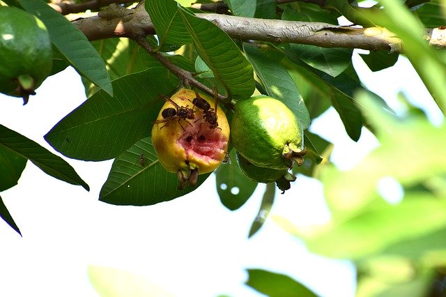 Descarga gratuita Insects Eating Guayaba - foto o imagen gratuita para editar con el editor de imágenes en línea GIMP