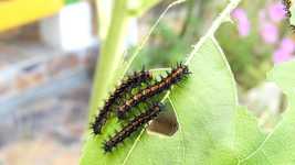 Free download Insects Garden Caterpillars -  free video to be edited with OpenShot online video editor