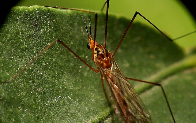 Безкоштовно завантажте Insects Garden Nature - безкоштовне фото або зображення для редагування за допомогою онлайн-редактора зображень GIMP