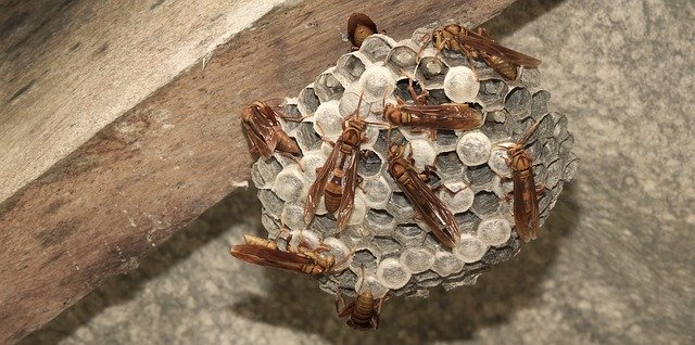 Download gratuito di Insects Hive Wasps: foto o immagini gratuite da modificare con l'editor di immagini online GIMP