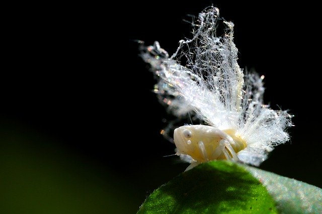 免费下载 Insects Insect Macro - 使用 GIMP 在线图像编辑器编辑的免费照片或图片