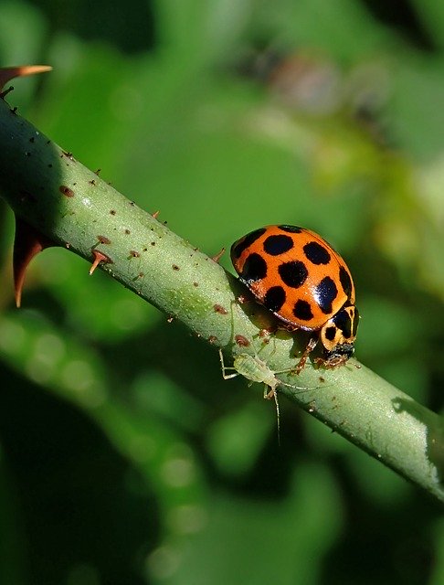 Free download Insects Ladybird Aphid -  free photo or picture to be edited with GIMP online image editor