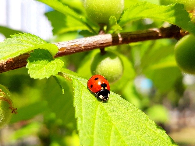 Free download Insects Ladybug Nature -  free photo or picture to be edited with GIMP online image editor