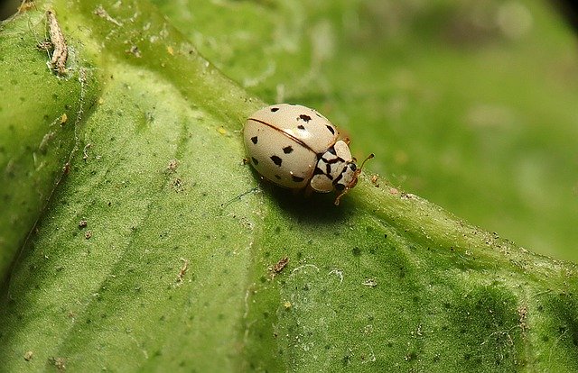 Free download Insects Ladybugs Nature -  free photo or picture to be edited with GIMP online image editor