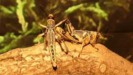 Free download Insects Locusts Hoppers -  free video to be edited with OpenShot online video editor