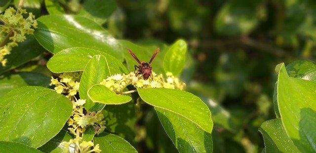 Bezpłatne pobieranie Insects Nature - bezpłatne zdjęcie lub obraz do edycji za pomocą internetowego edytora obrazów GIMP