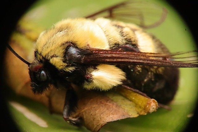 Free download Insects Nature Bumblebees -  free photo or picture to be edited with GIMP online image editor