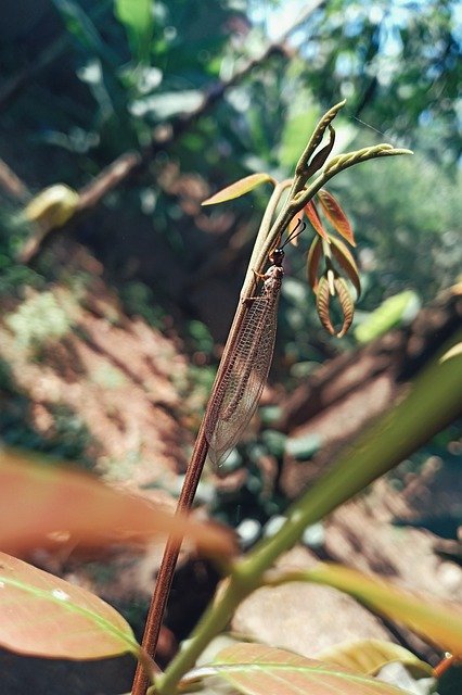 Muat turun percuma Insects Nature Landscape The - foto atau gambar percuma untuk diedit dengan editor imej dalam talian GIMP