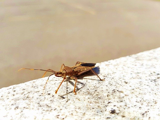 Gratis download Insects Pest Out - gratis foto of afbeelding om te bewerken met GIMP online afbeeldingseditor