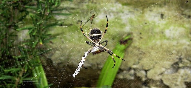 Muat turun percuma Insect Spider Loom - foto atau gambar percuma untuk diedit dengan editor imej dalam talian GIMP