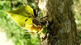 Free download Insect Spider Nature -  free video to be edited with OpenShot online video editor