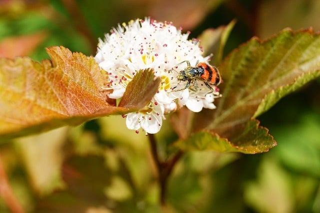 Free download insect spirea flower pollination free picture to be edited with GIMP free online image editor