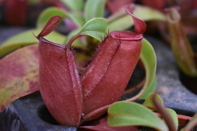 Gratis download Insecten Plant Carnivorous - gratis foto of afbeelding om te bewerken met GIMP online afbeeldingseditor