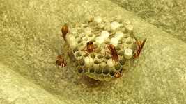Free download Insects Wasps -  free video to be edited with OpenShot online video editor