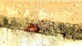 Free download Insect The Field Ants -  free video to be edited with OpenShot online video editor