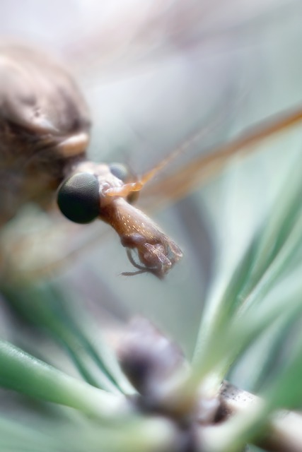 Free download insect tipula tipulidae head eyes free picture to be edited with GIMP free online image editor