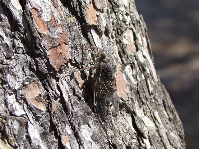 ดาวน์โหลดฟรี Insect Tree Close - ภาพถ่ายหรือรูปภาพฟรีที่จะแก้ไขด้วยโปรแกรมแก้ไขรูปภาพออนไลน์ GIMP