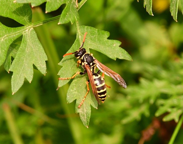 Descărcare gratuită Insect Wasp Animal - fotografie sau imagini gratuite pentru a fi editate cu editorul de imagini online GIMP